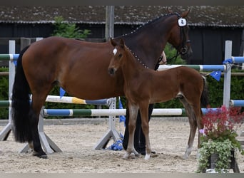 Hannover, Stallone, Puledri (05/2025), 170 cm, Baio