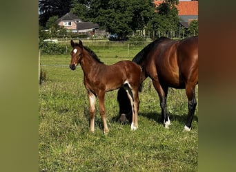 Hannover, Stallone, Puledri (05/2025), 170 cm, Baio