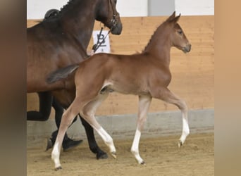 Hannover, Stallone, Puledri (03/2026), 170 cm, Baio