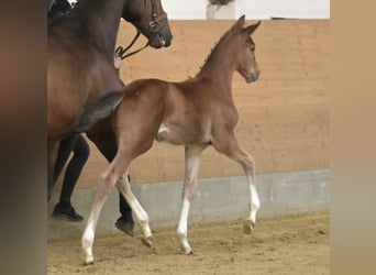 Hannover, Stallone, Puledri (03/2026), 170 cm, Baio