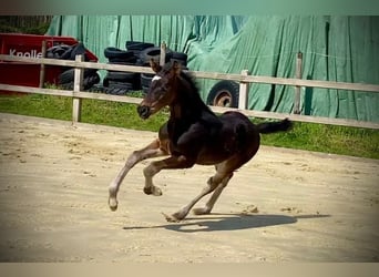 Hannover, Stallone, Puledri (02/2026), 170 cm, Baio nero