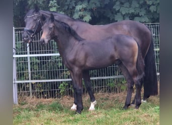 Hannover, Stallone, Puledri (03/2026), 170 cm, Baio scuro