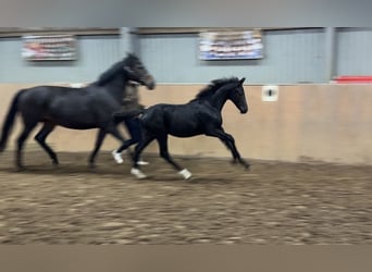 Hannover, Stallone, Puledri (05/2026), 170 cm, Morello