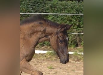 Hannover, Stallone, Puledri (05/2026), 170 cm, Morello