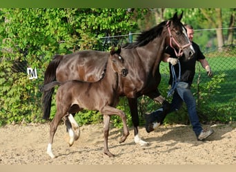 Hannover, Stallone, Puledri (04/2026), 170 cm, Morello