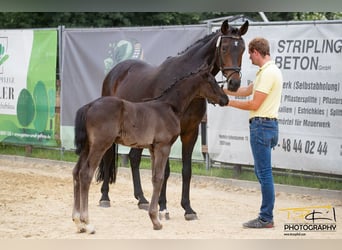 Hannover, Stallone, , 170 cm, Morello