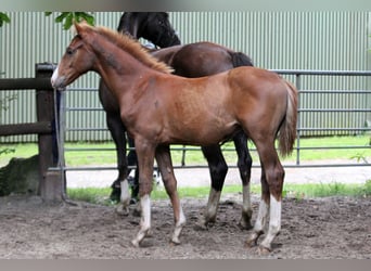 Hannover, Stallone, Puledri (02/2025), 170 cm, Sauro
