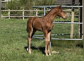 Hannover, Stallone, , 170 cm, Sauro