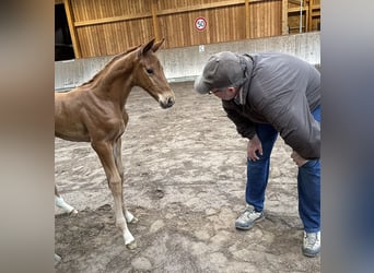 Hannover, Stallone, , 170 cm, Sauro