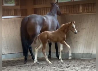 Hannover, Stallone, Puledri
 (05/2023), 170 cm, Sauro