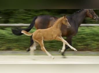 Hannover, Stallone, Puledri
 (05/2023), 170 cm, Sauro