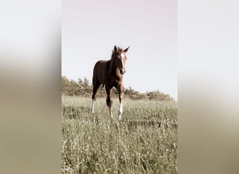 Hannover, Stallone, Puledri (05/2025), 170 cm, Sauro
