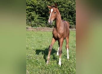 Hannover, Stallone, Puledri (05/2025), 170 cm, Sauro