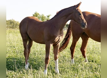 Hannover, Stallone, Puledri (04/2025), 170 cm, Sauro scuro