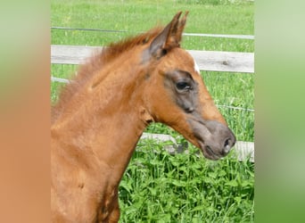 Hannover, Stallone, Puledri (03/2026), 170 cm, Sauro scuro