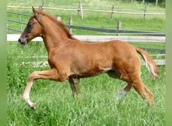 Hannover, Stallone, Puledri (03/2026), 170 cm, Sauro scuro