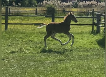 Hannover, Stallone, , 170 cm, Sauro scuro