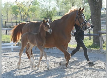 Hannover, Stallone, Puledri (04/2026), 170 cm, Sauro scuro