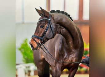 Hannover, Stallone, , 170 cm, Sauro scuro
