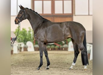 Hannover, Stallone, , 170 cm, Sauro scuro