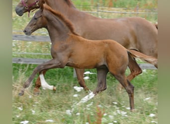 Hannover, Stallone, Puledri (03/2026), 170 cm, Sauro scuro