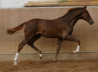 Hannover, Stallone, Puledri (03/2026), 170 cm, Sauro scuro