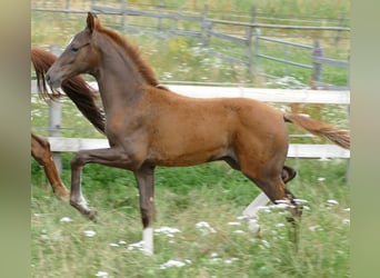 Hannover, Stallone, Puledri (03/2026), 170 cm, Sauro scuro