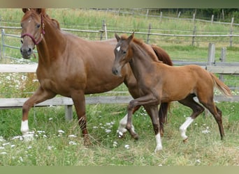 Hannover, Stallone, Puledri (03/2026), 170 cm, Sauro scuro