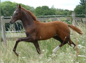 Hannover, Stallone, Puledri (03/2026), 170 cm, Sauro scuro