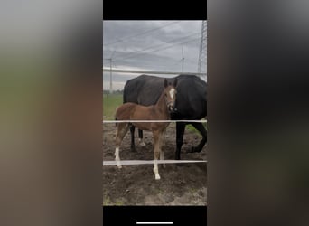 Hannover, Stallone, , 171 cm, Può diventare grigio