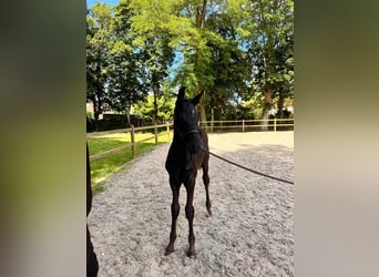 Hannover, Stallone, Puledri (04/2026), 172 cm, Morello