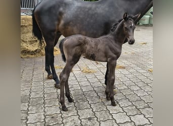 Hannover, Stallone, Puledri (06/2026), 172 cm, Morello