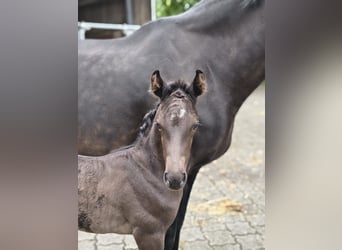 Hannover, Stallone, Puledri (06/2026), 172 cm, Morello