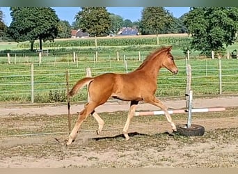 Hannover, Stallone, Puledri (05/2026), 172 cm, Sauro