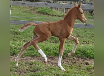 Hannover, Stallone, Puledri (03/2026), 172 cm, Sauro