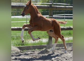 Hannover, Stallone, Puledri (03/2026), 172 cm, Sauro
