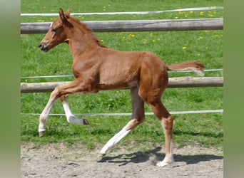 Hannover, Stallone, Puledri (03/2026), 172 cm, Sauro