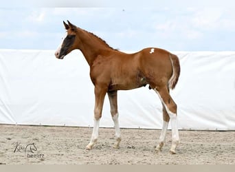 Hannover, Stallone, , 172 cm, Sauro