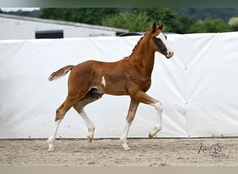 Hannover, Stallone, , 172 cm, Sauro