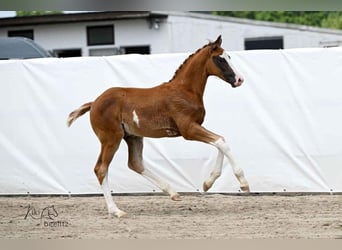 Hannover, Stallone, , 172 cm, Sauro