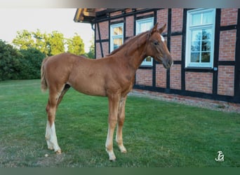Hannover, Stallone, Puledri (01/2026), 172 cm, Sauro scuro