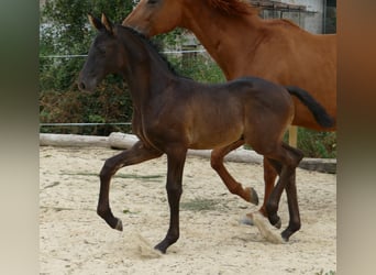 Hannover, Stallone, Puledri (05/2026), 173 cm, Baio nero
