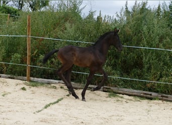 Hannover, Stallone, Puledri (05/2026), 173 cm, Baio nero