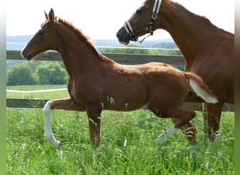 Hannover, Stallone, Puledri (03/2026), 173 cm, Sauro