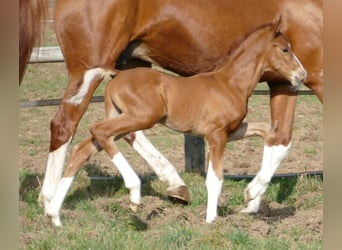 Hannover, Stallone, Puledri (03/2026), 173 cm, Sauro