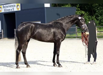 Hannover, Stallone, Puledri
 (03/2024), 174 cm, Grigio