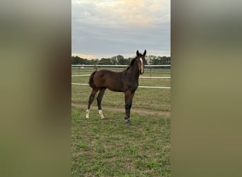 Hannover, Stallone, Puledri (05/2026), 175 cm, Baio