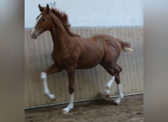 Hannover, Stallone, Puledri (03/2026), 175 cm, Sauro