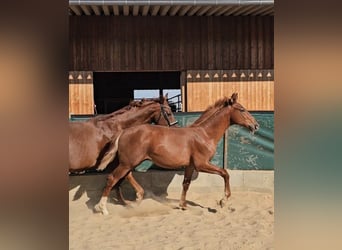 Hannover, Stallone, Puledri (04/2026), 175 cm, Sauro scuro