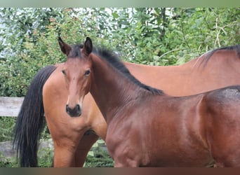 Hannover, Stallone, Puledri (04/2026), Baio